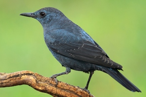 Жижир (Цэнхэр жижир, Цохионы хөөндэй)